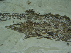 Fisch frisst Fisch aus der Kreidezeit