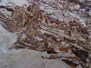 Fisch frisst Fisch aus der Kreidezeit