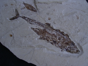 Fisch frisst Fisch aus der Kreidezeit