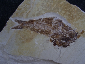 Fisch frisst Fisch aus der Kreidezeit