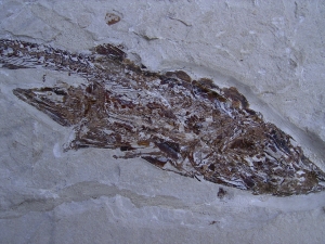 Fisch frisst Fisch aus der Kreidezeit