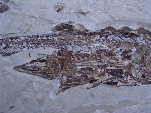 Fisch frisst Fisch aus der Kreidezeit
