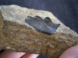 Ceratodus Zahn aus der Trias