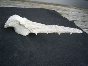 Vogel-Schaedel Odontopteryx gigas