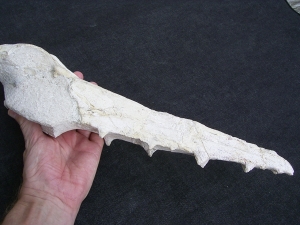 Vogel-Schaedel Odontopteryx gigas