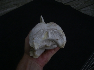 Vogel-Schaedel Odontopteryx gigas