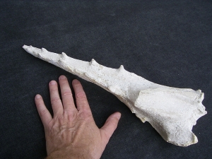 Vogel-Schaedel Odontopteryx gigas