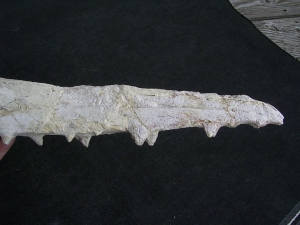 Vogel-Schaedel Odontopteryx gigas