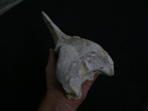 Vogel-Schaedel Odontopteryx gigas