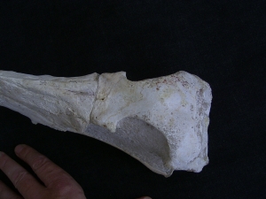 Vogel-Schaedel Odontopteryx gigas