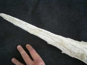 Vogel-Schaedel Odontopteryx gigas