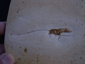 Heuschrecke mit Legestachel