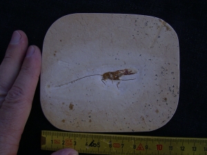 Heuschrecke mit Legestachel