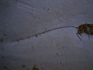 Heuschrecke mit Legestachel