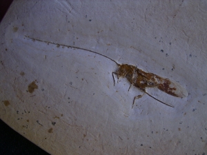 Heuschrecke mit Legestachel