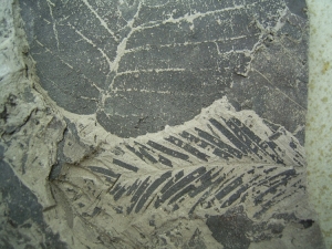 Leaves in miocene clay