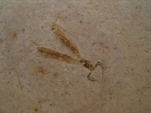 Libelle Prahemiphlebia