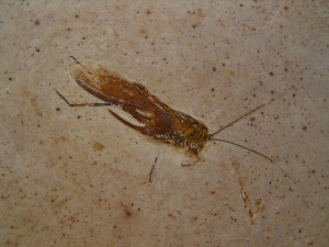 Fossile Heuschrecke