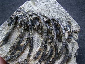 Claudiosaurus Teilskelett