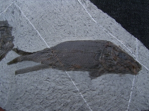 Triasfische aus Östereich