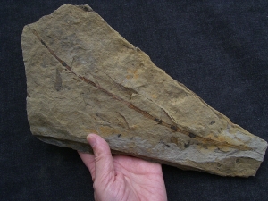 Schachtelhalm Neocalamites