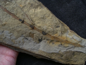 Schachtelhalm Neocalamites