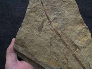 Schachtelhalm Neocalamites