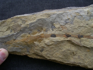 Schachtelhalm Neocalamites