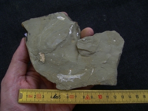 Elonichthys, Fischfosil aus dem Deutschen Perm