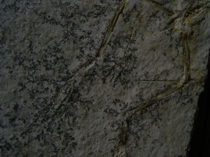 Pterodayctylus Baby  - Seltenes Flugsaurier-Fossil