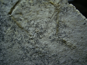 Pterodayctylus Baby  - Seltenes Flugsaurier-Fossil