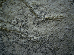 Pterodayctylus Baby  - Seltenes Flugsaurier-Fossil