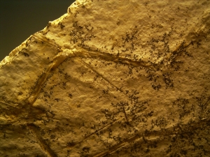 Pterodayctylus Baby  - Seltenes Flugsaurier-Fossil