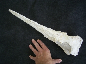 Vogel-Schaedel Odontopteryx gigas