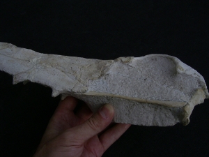 Vogel-Schaedel Odontopteryx gigas