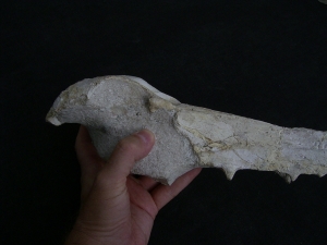 Vogel-Schaedel Odontopteryx gigas
