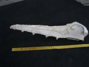 Vogel-Schaedel Odontopteryx gigas