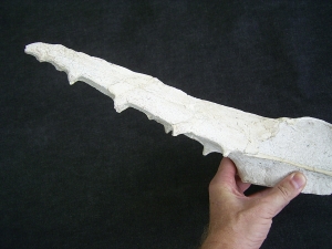 Vogel-Schaedel Odontopteryx gigas