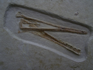 Flugsaurier Schädel aus Solnhofen