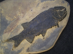 Z - Paramblypterus - Spitzenstueck in 3-D-Erhaltung