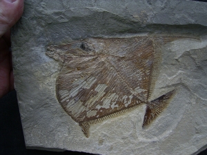 Flagellipinna Rhomboides