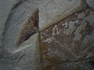 Flagellipinna Rhomboides