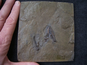 Messel Vogelknochen