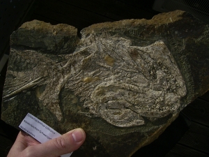 Haischädel Lebachacanthus