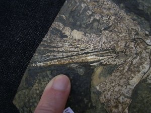 Haischädel Lebachacanthus