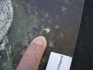 Haischädel Lebachacanthus