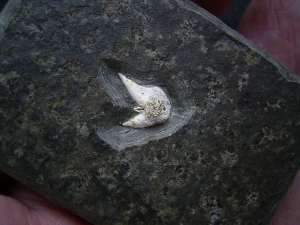 Haizahn Lebachacanthus