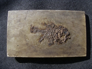 Rhenanoperca, Grube Messel