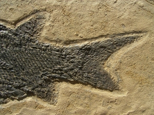 Paramblypterus Perm-Fisch