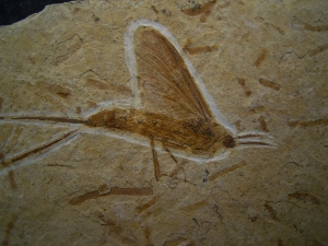 Eintagsfliege aus der Kreidezeit